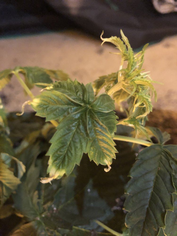 Whats going on with my plants here are the symptoms