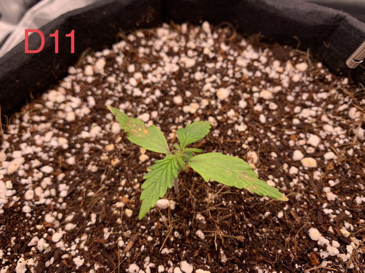 Whats going on with my seedling cocofirst grow 2