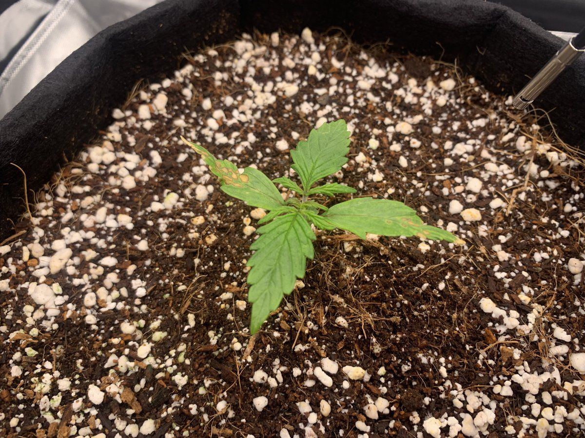 Whats going on with my seedling cocofirst grow