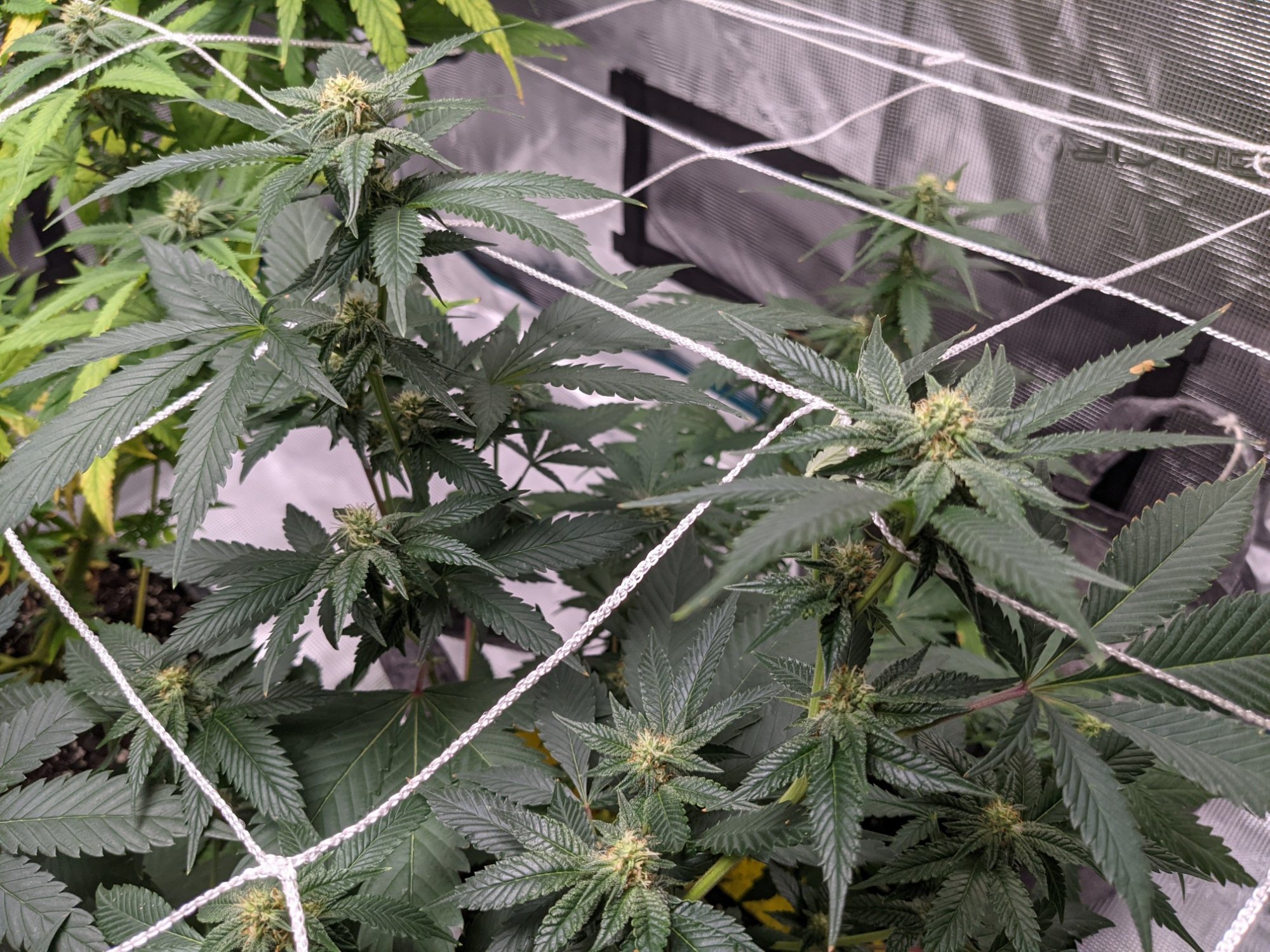 Whats going on with these plants 12