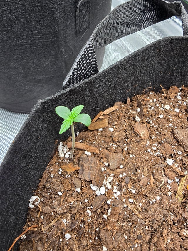 Whats going on with these seedlings v0 66uudirj38vh1