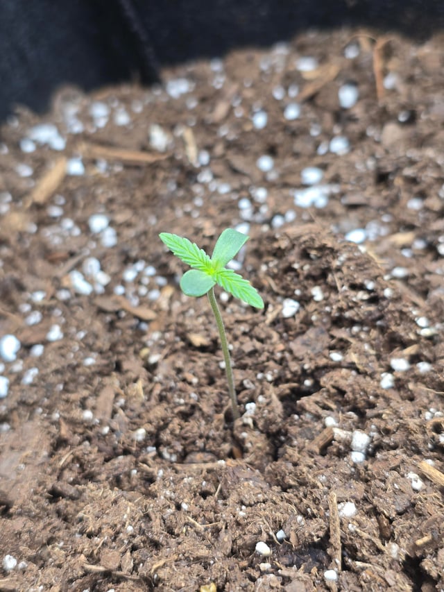 Whats going on with these seedlings v0 g3d6imrj38vh1