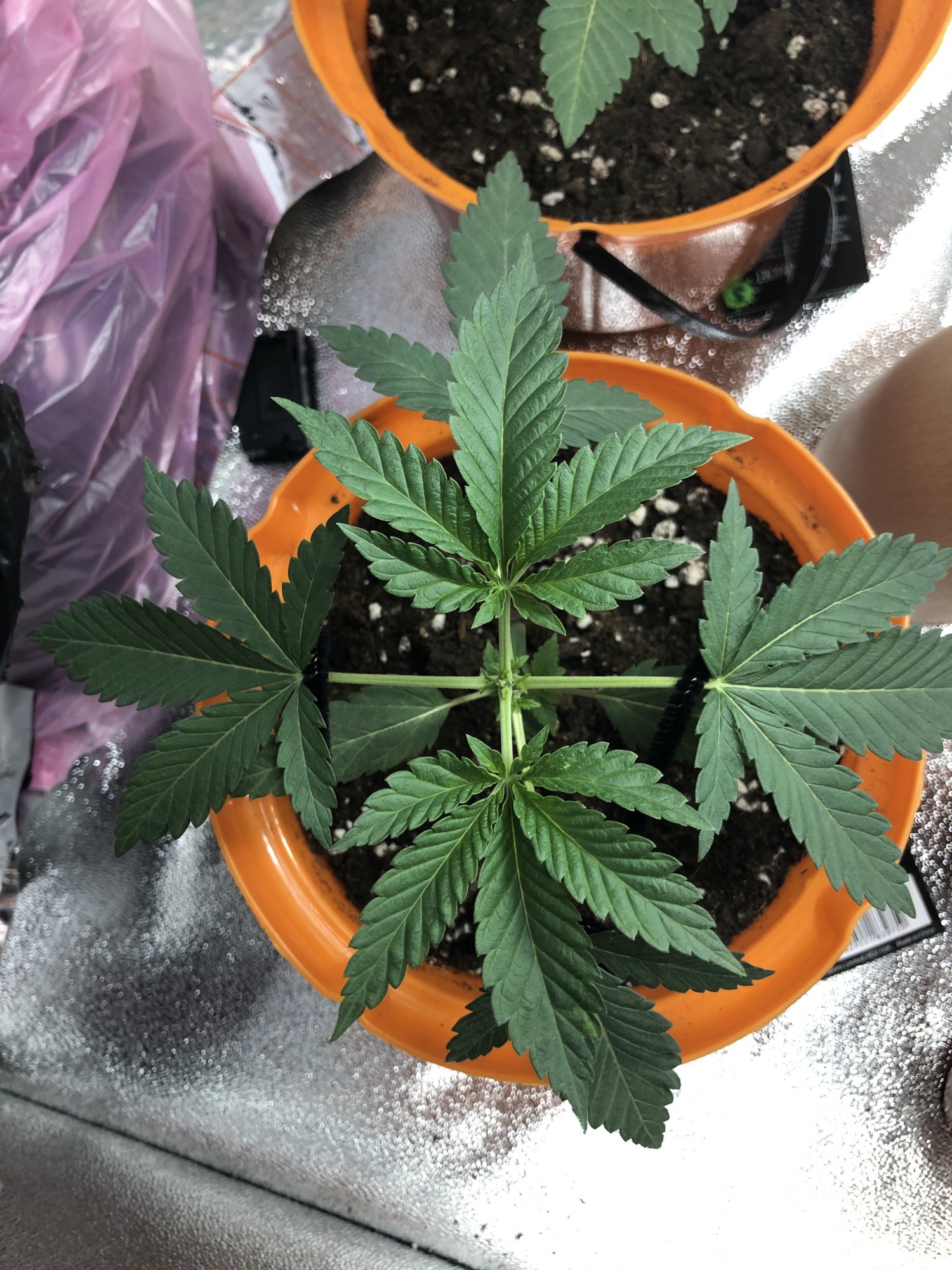 Whats going on with this plant 2