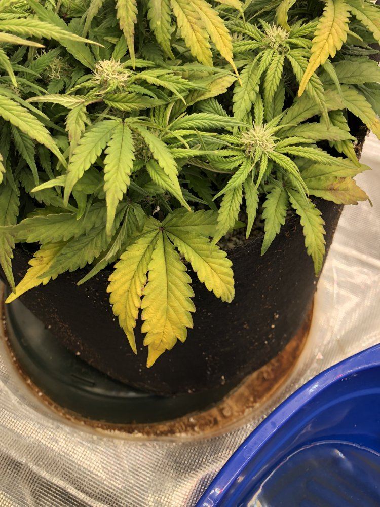 Whats going on with this plant 4