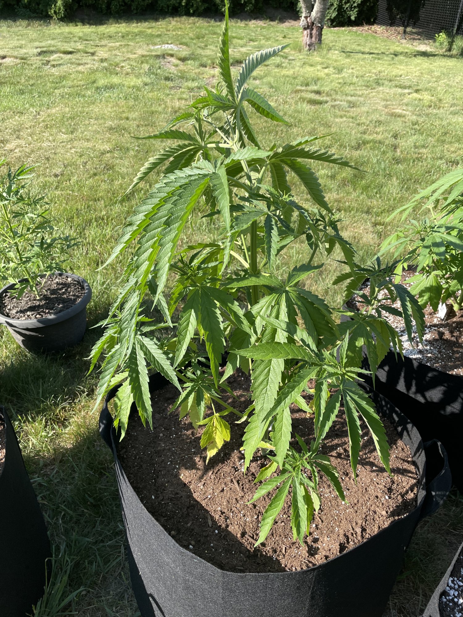 Whats going on with this plant please help