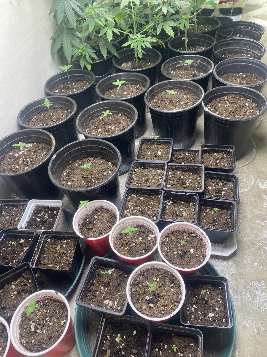 Whats growing on homies lets see your babies whats your grow plan 2
