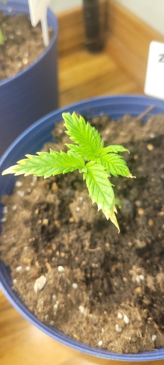 Whats happening to my leaves