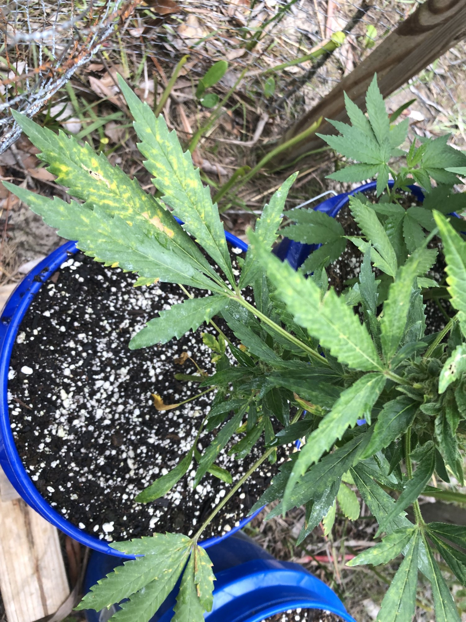 Whats happening to my plant