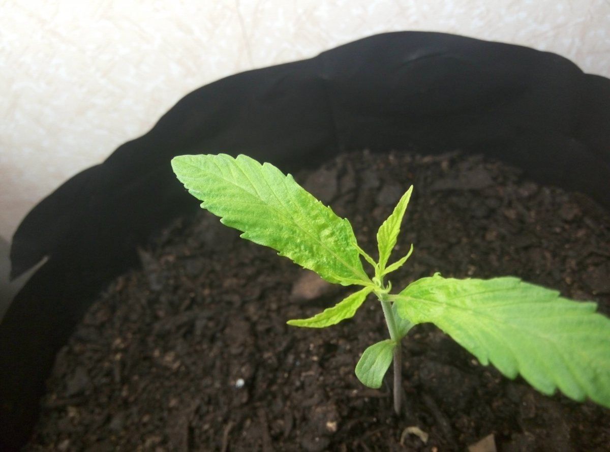 Whats happening to my plants lol