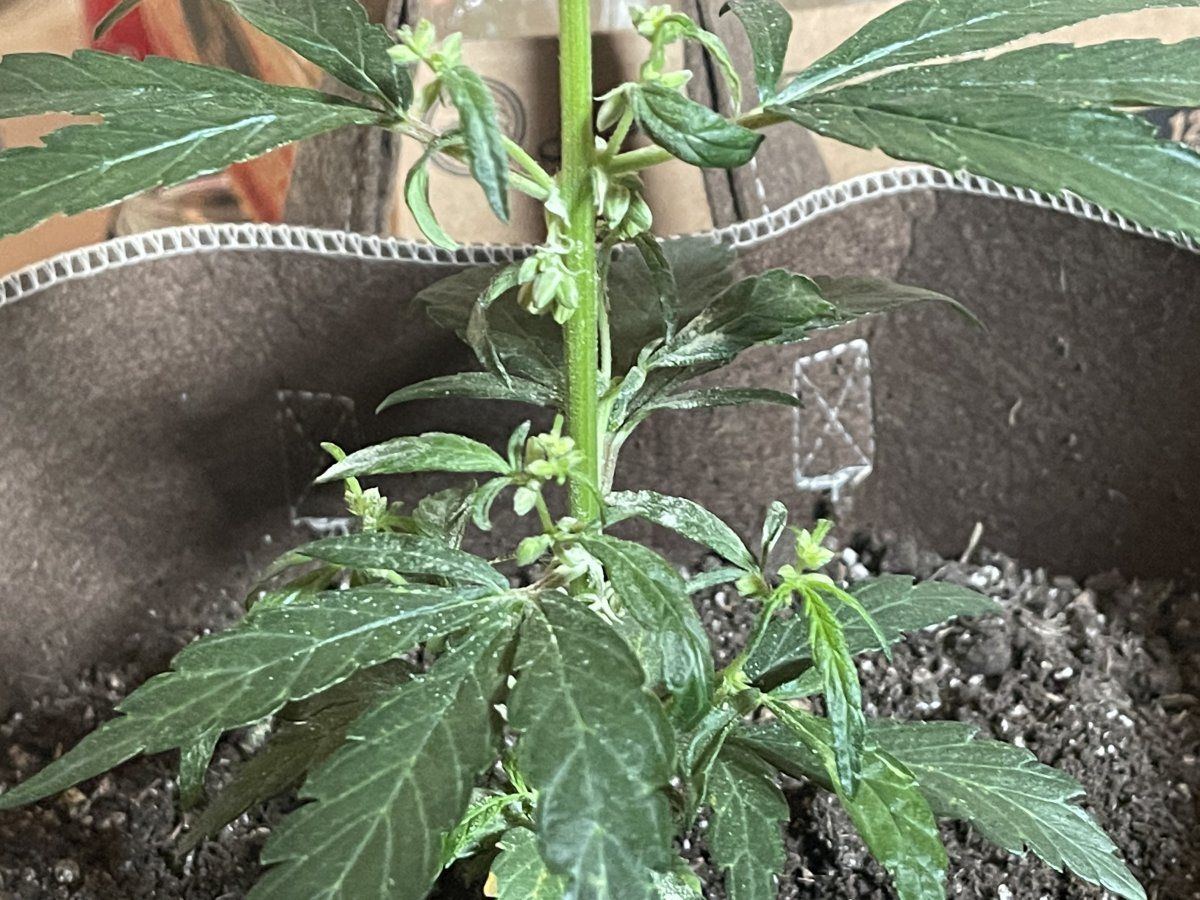 Whats happening with my plant 2