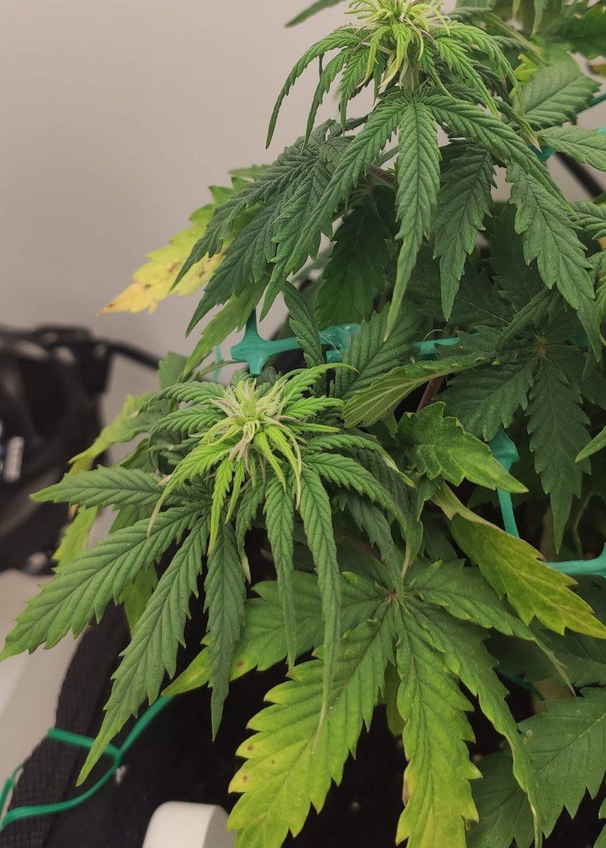Whats happening with my plant 2