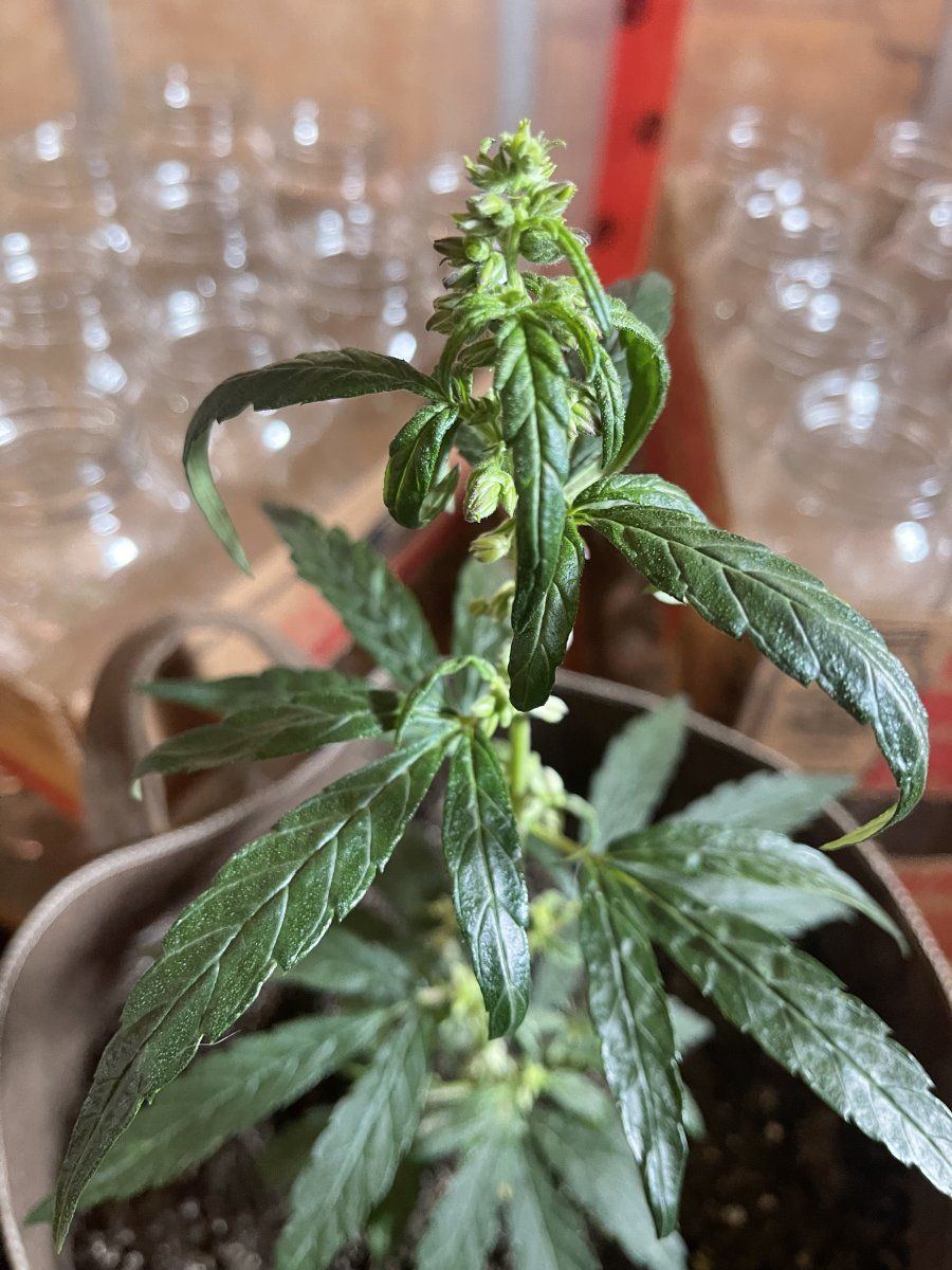 Whats happening with my plant 3