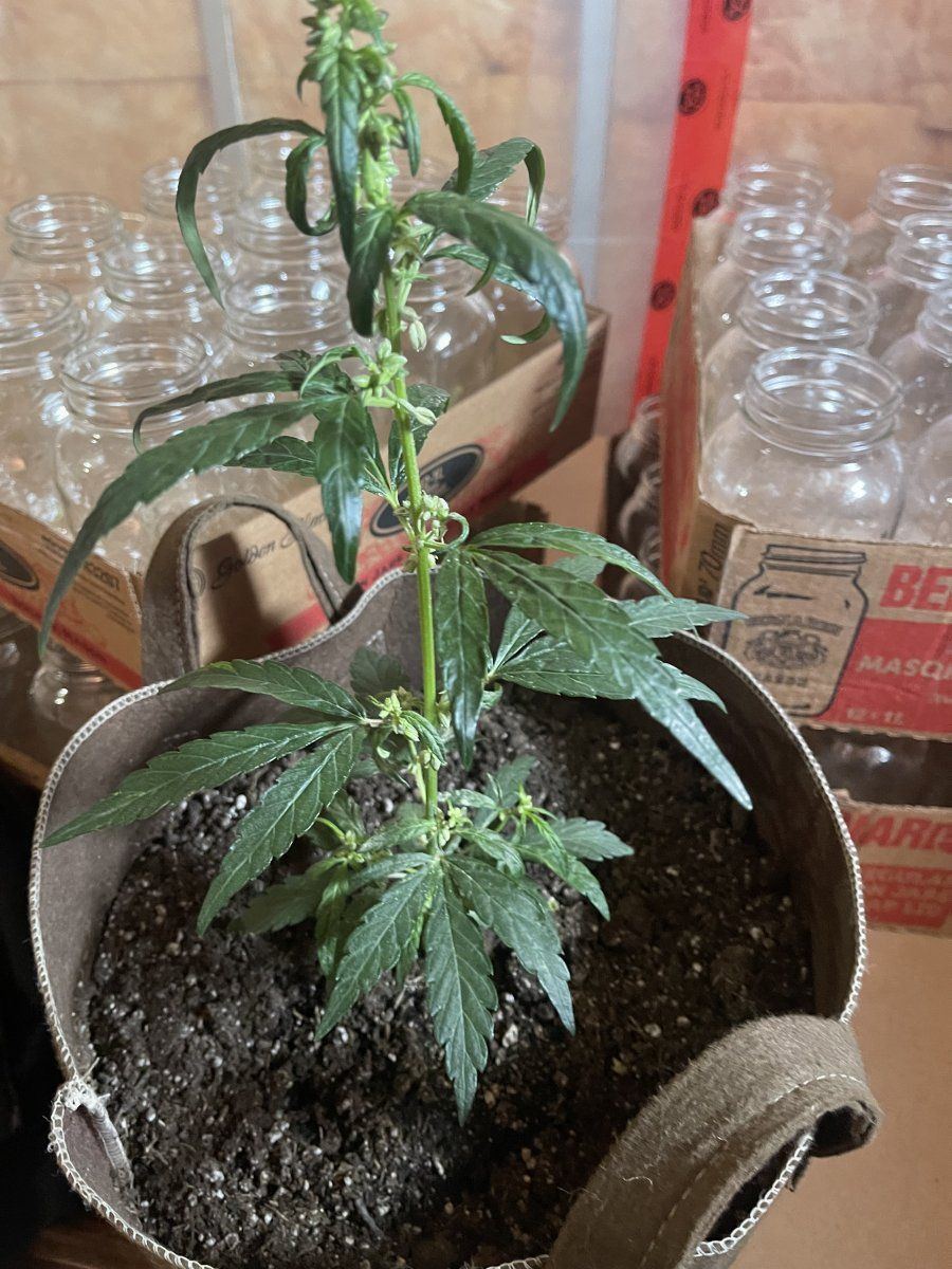 Whats happening with my plant 4