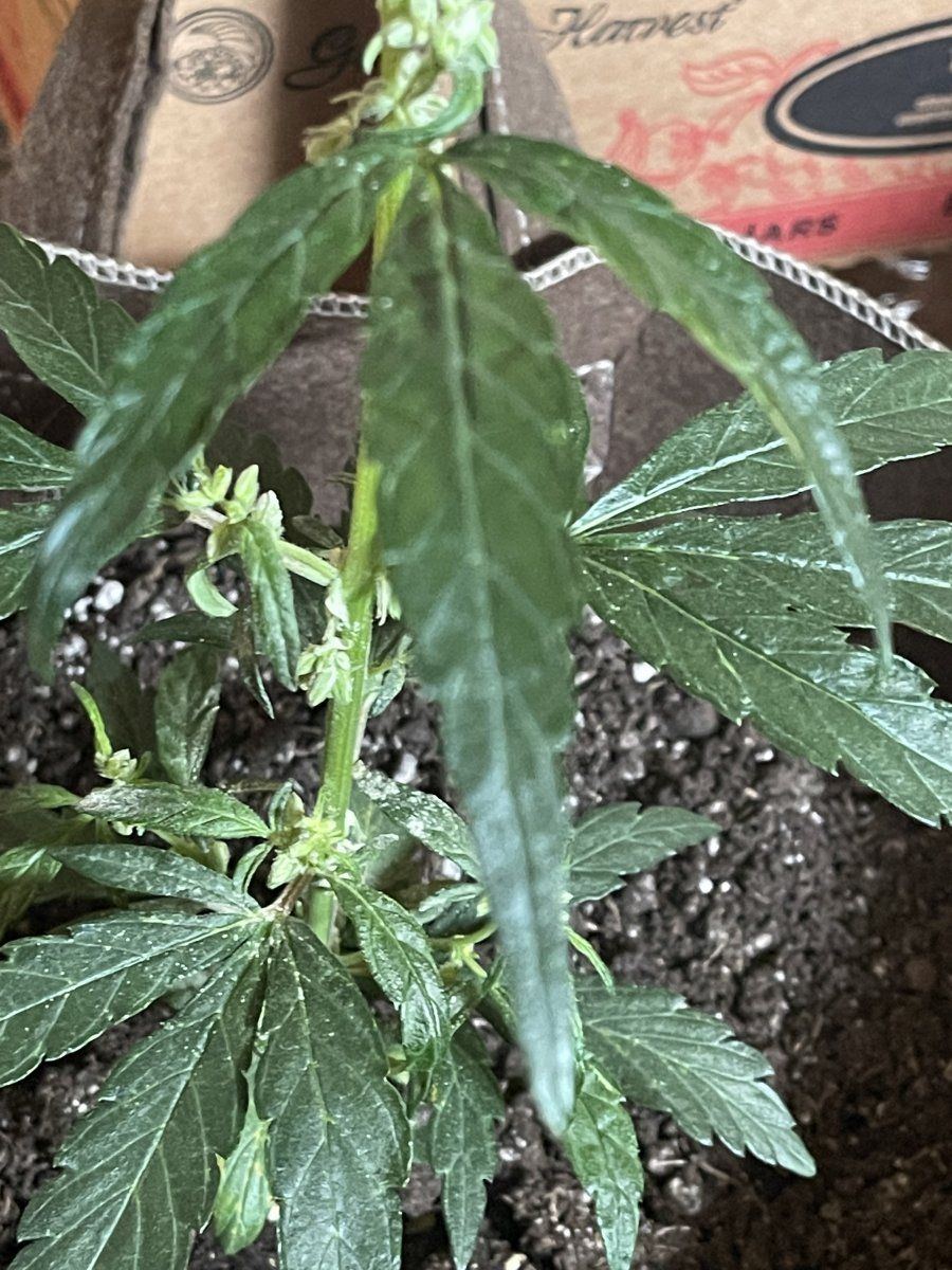 Whats happening with my plant