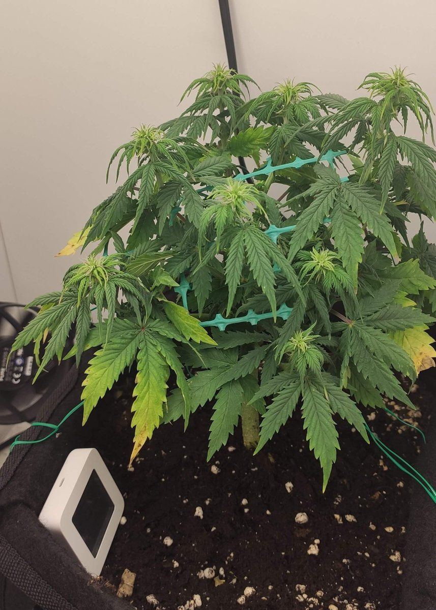 Whats happening with my plant