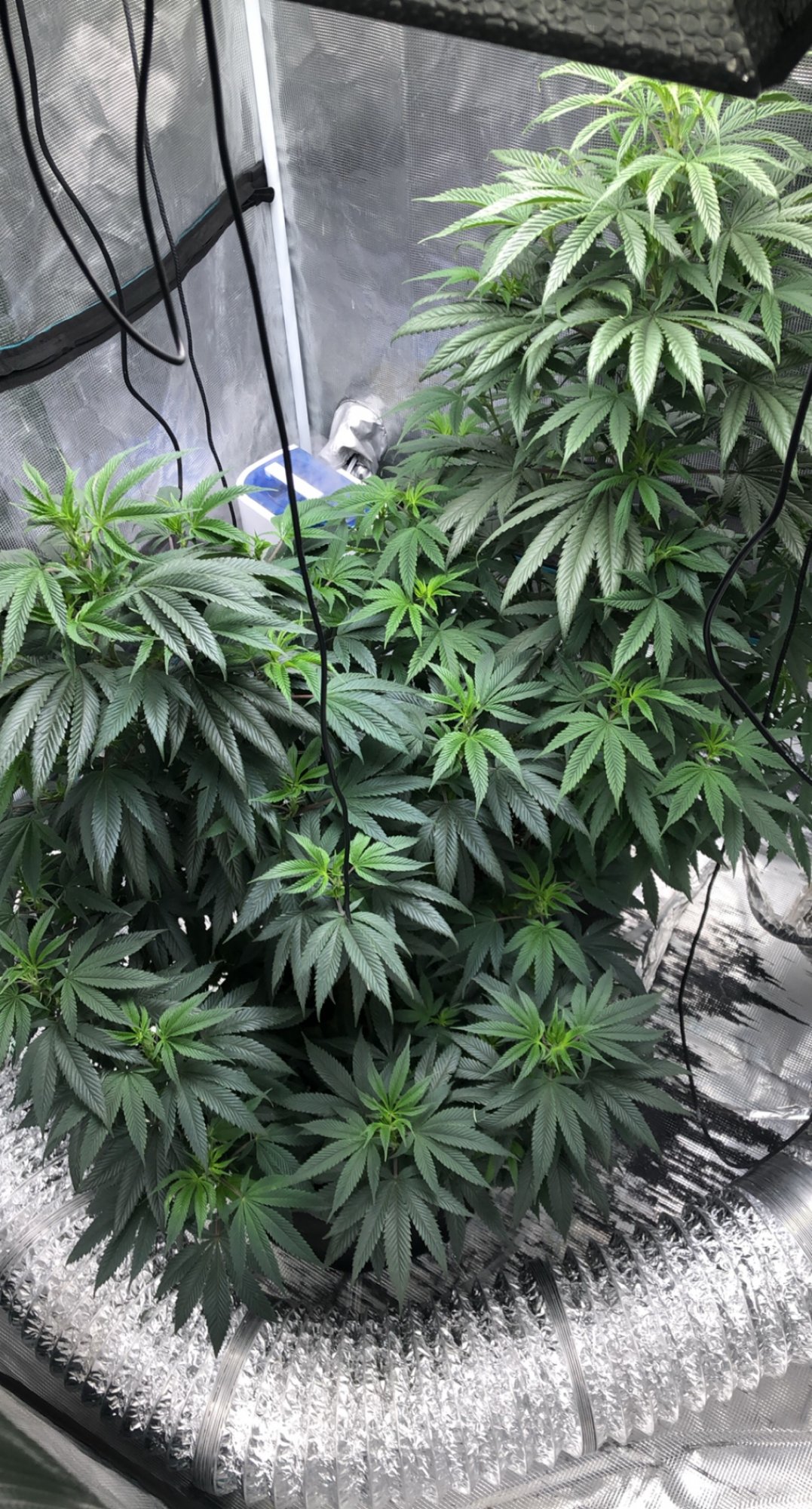 Whats on my leaves 4