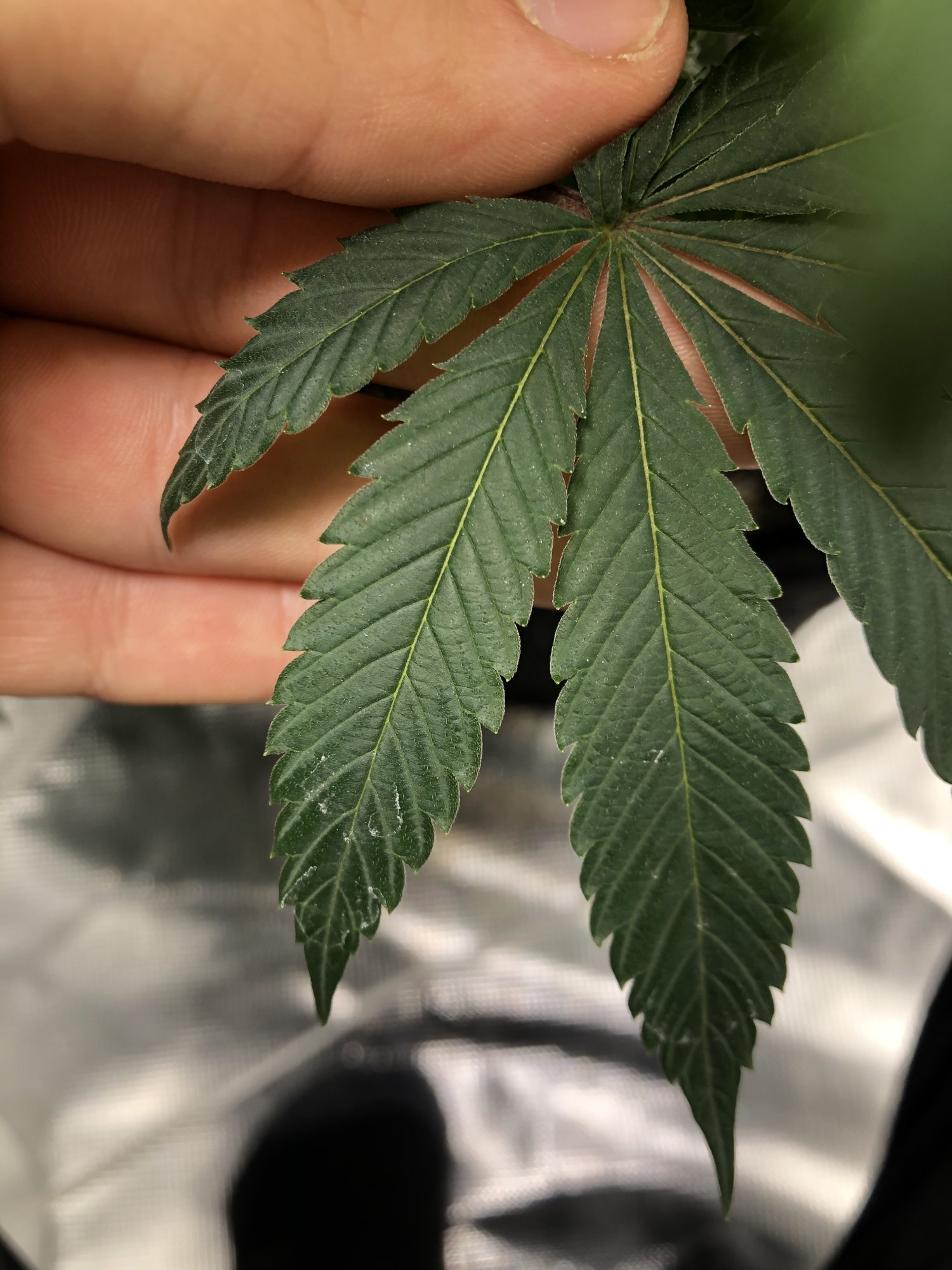 Whats on my leaves
