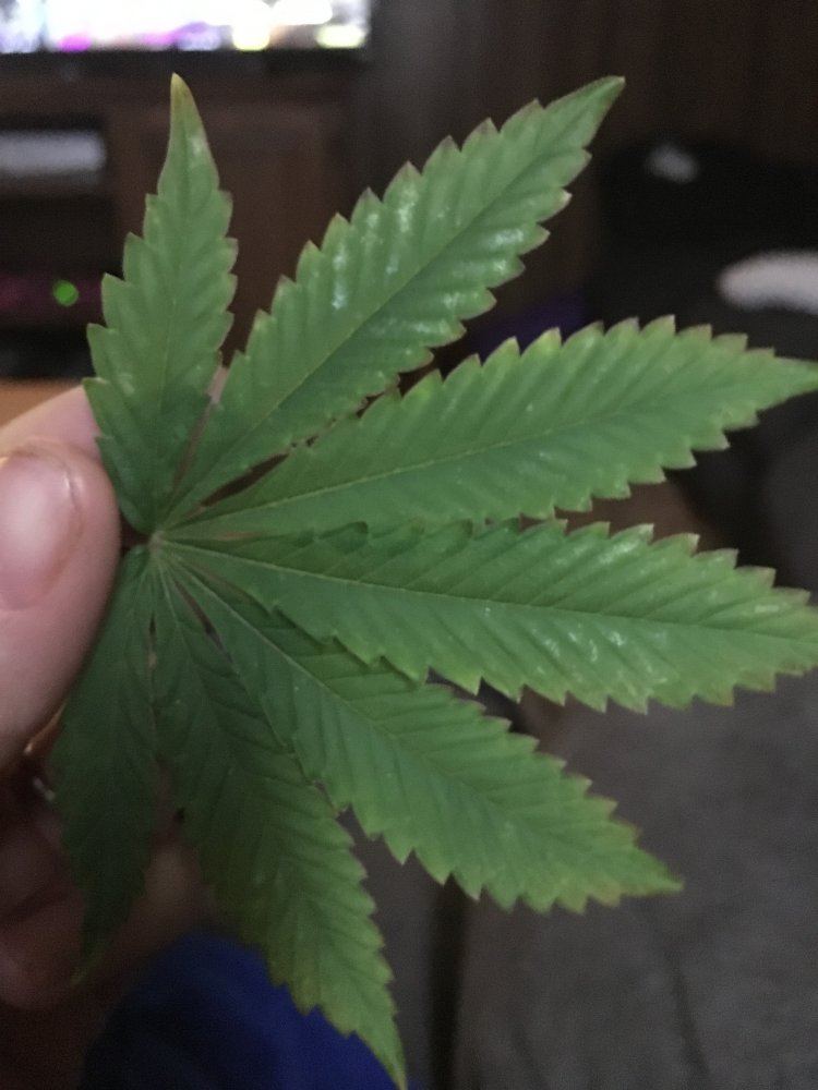 Whats on this leaf