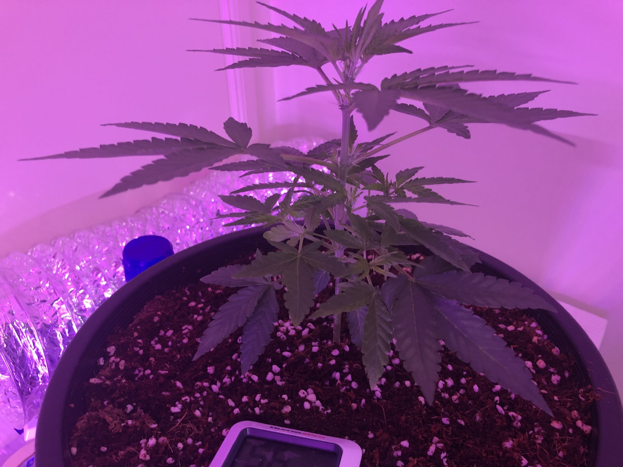Whats peoples thoughts on my first plant grow 2