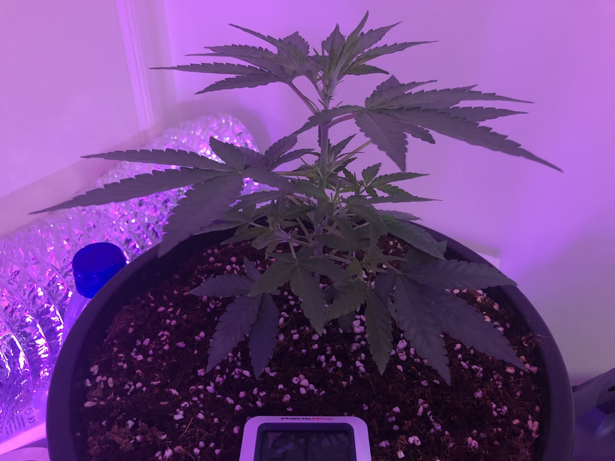 Whats peoples thoughts on my first plant grow