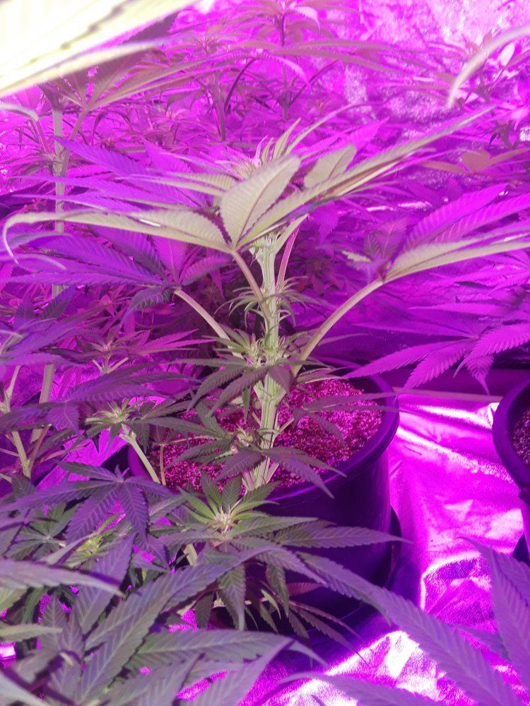 Whats the ideal light cycle for photoperiod cannabis