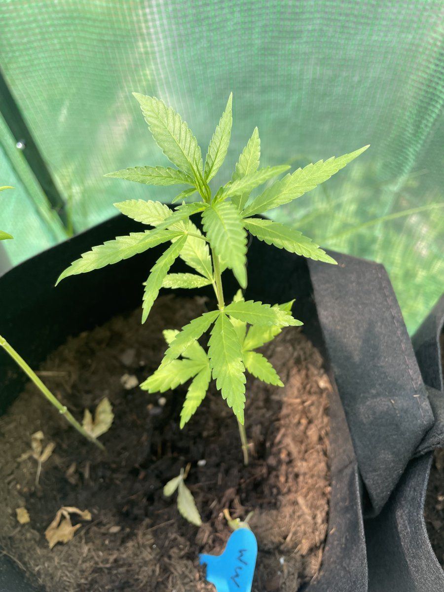 Whats the key to large yields and multiple buds 2