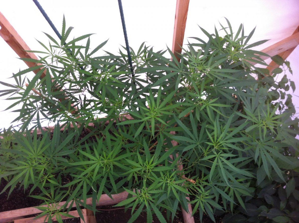 Whats up farmers arizona greenhouse grow by theonenaz 4