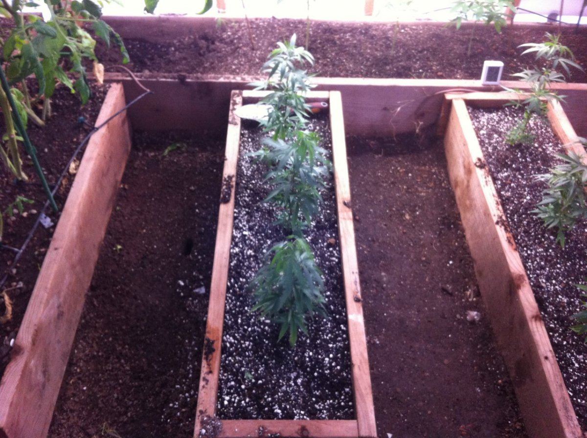 Whats up farmers arizona greenhouse grow by theonenaz 8