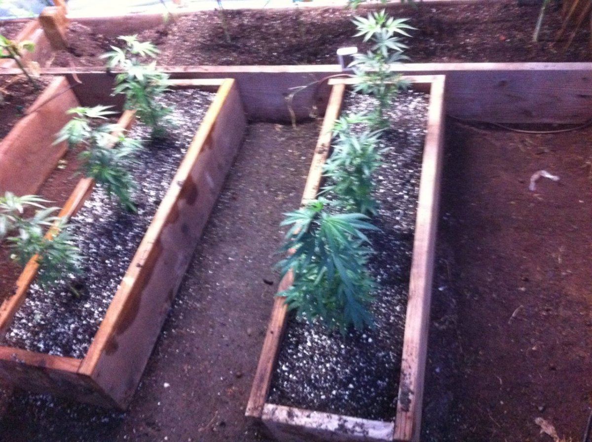 Whats up farmers arizona greenhouse grow by theonenaz 9