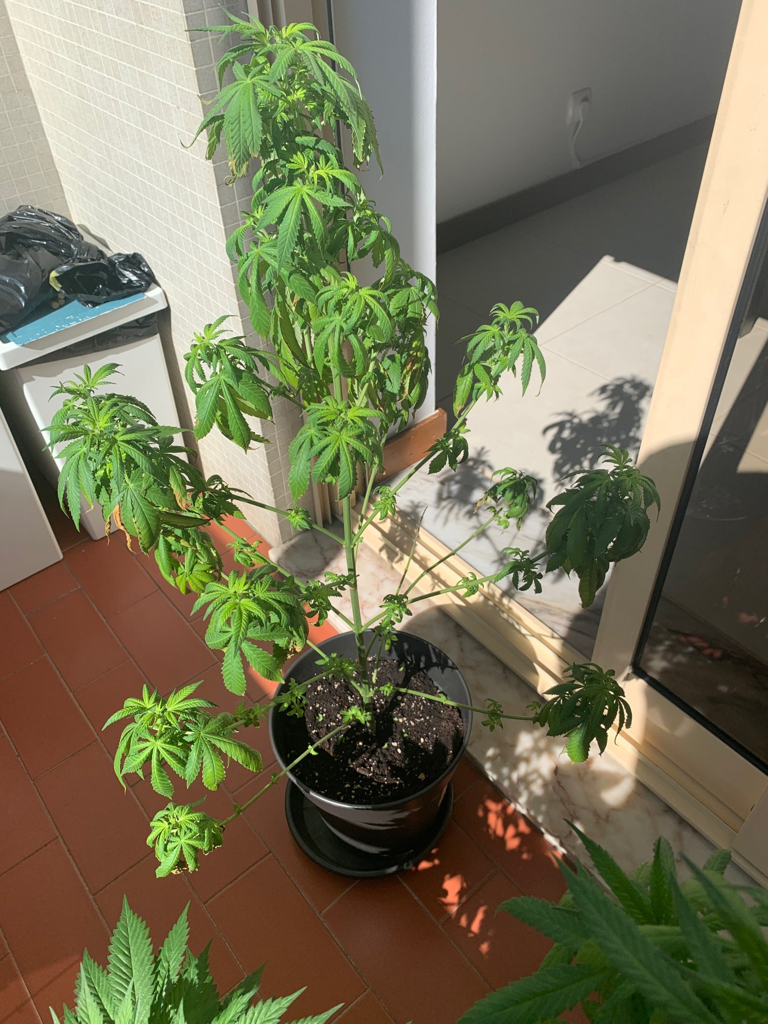 Whats up with my plant