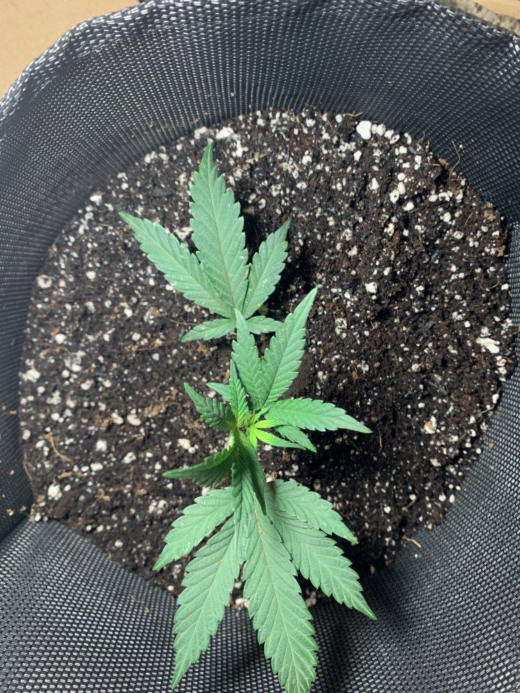 Whats up with my plant