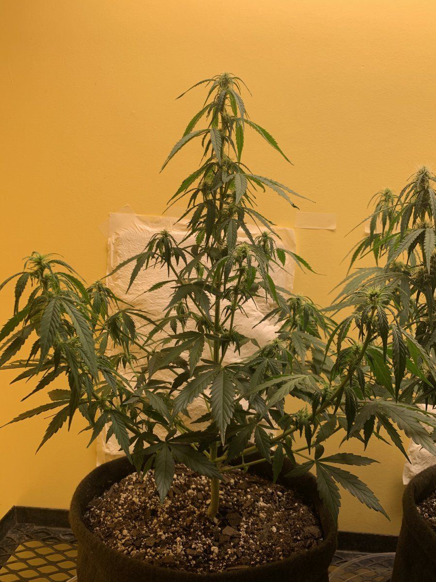 Whats up with my plants 3