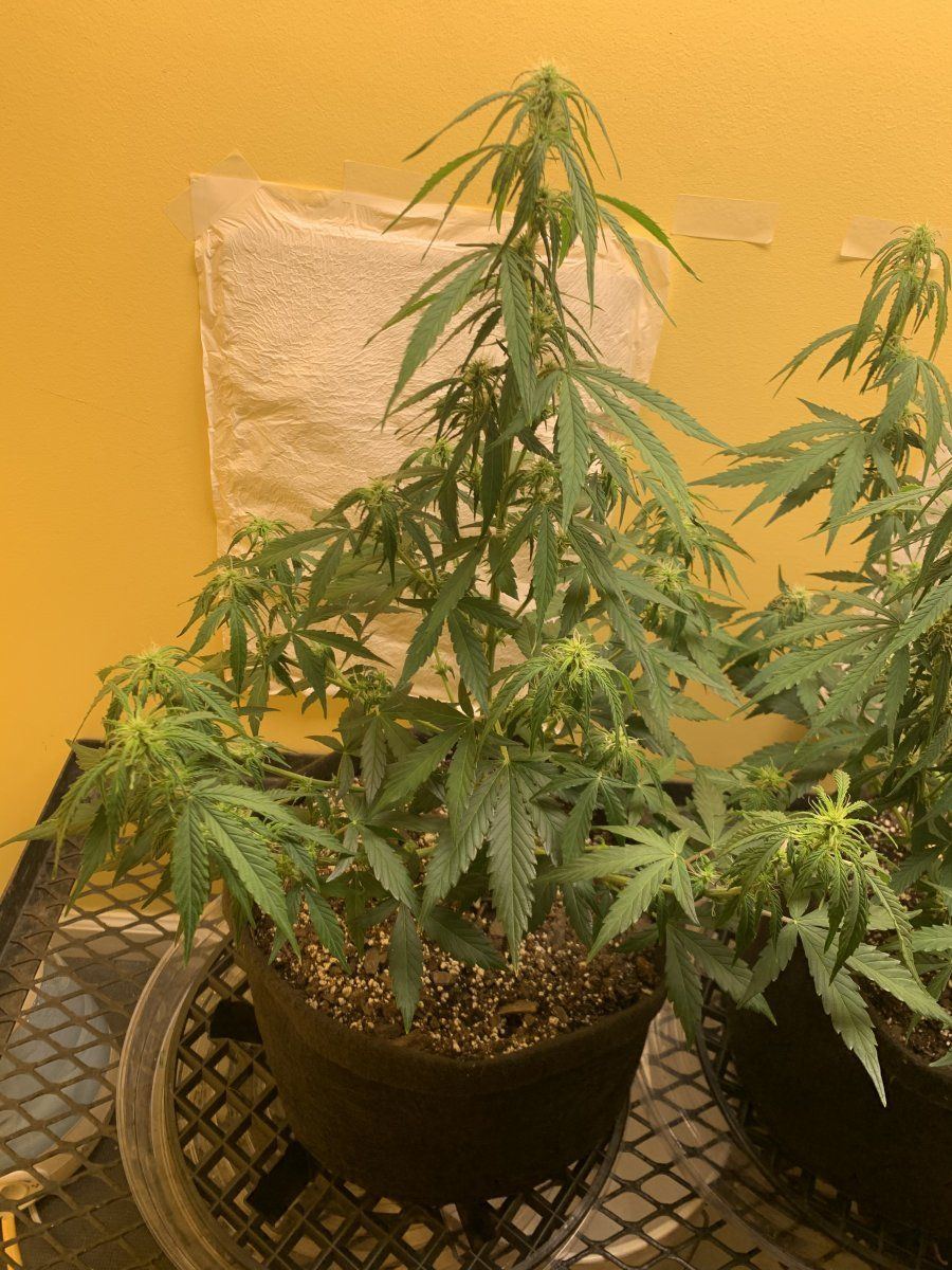 Whats up with my plants 4