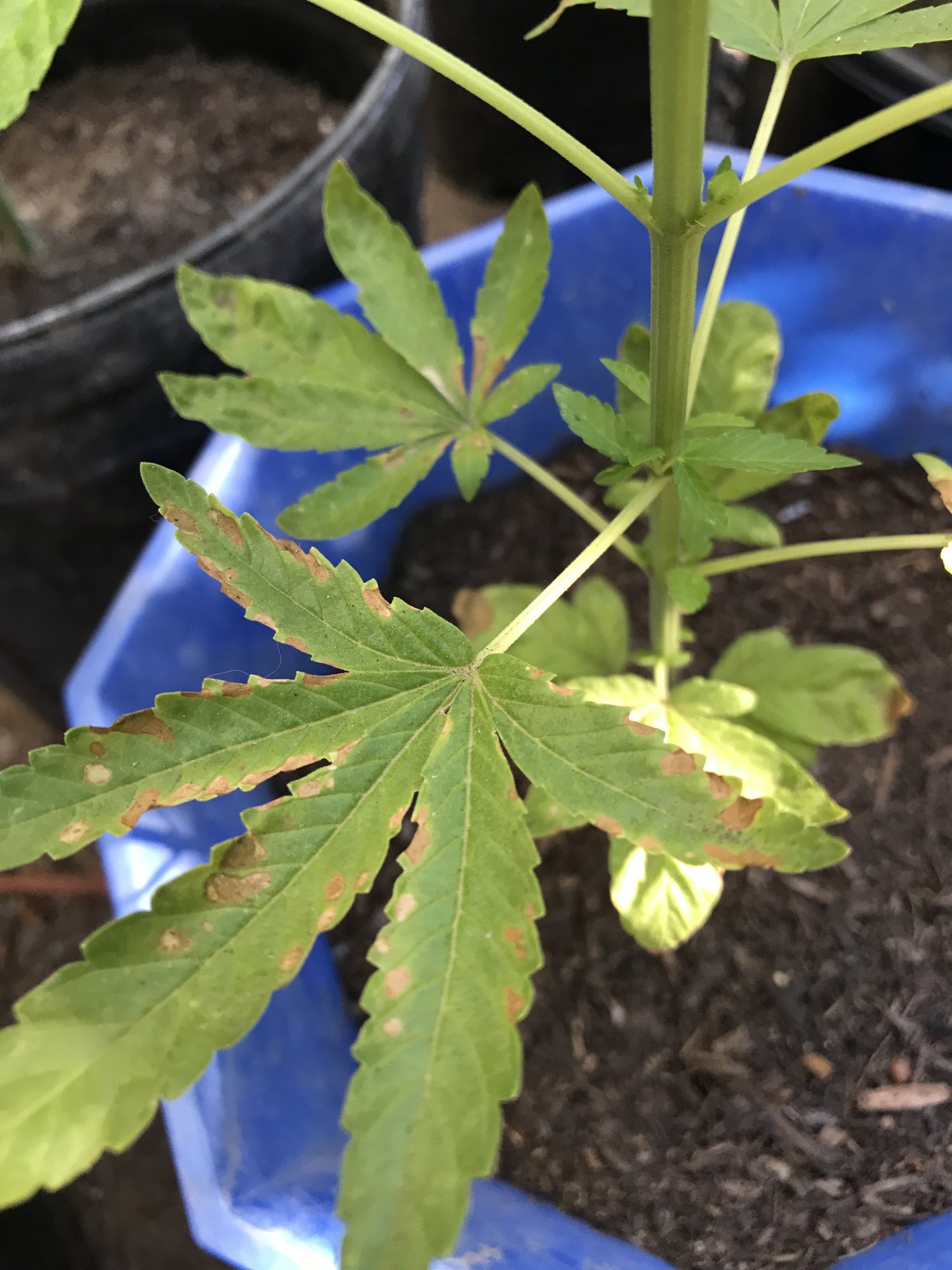 Whats with my leafs pt2 2