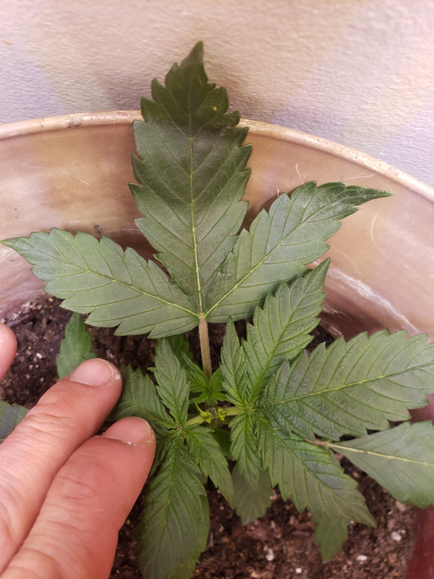 Whats wrong   first autoflower grow week 3 2