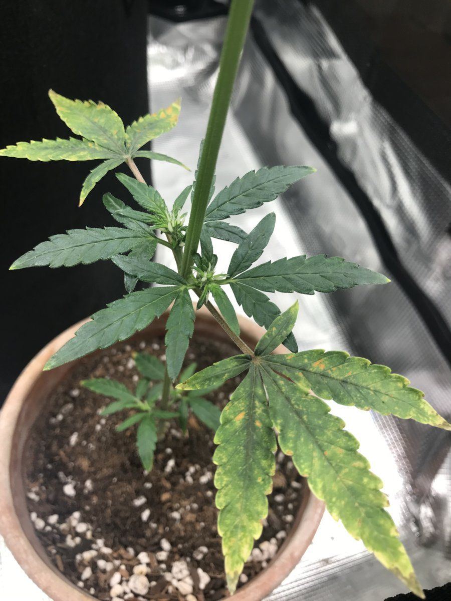 Whats wrong with my auto flowers 3