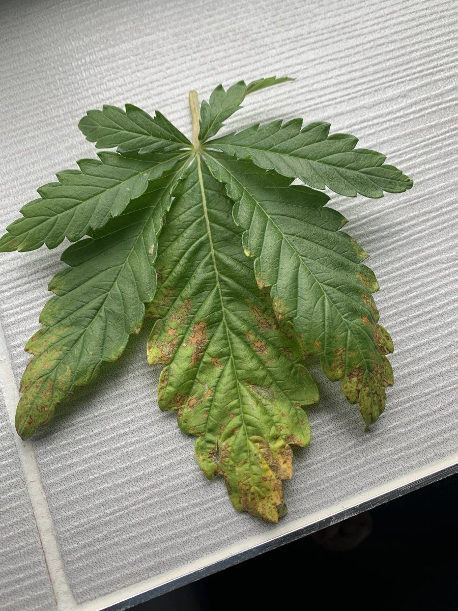 Whats wrong with my bottom leaves 2
