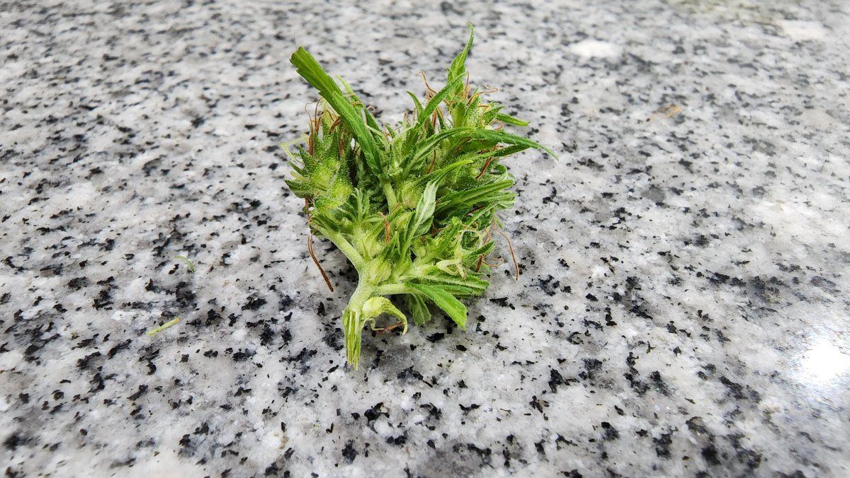 Whats wrong with my buds 3