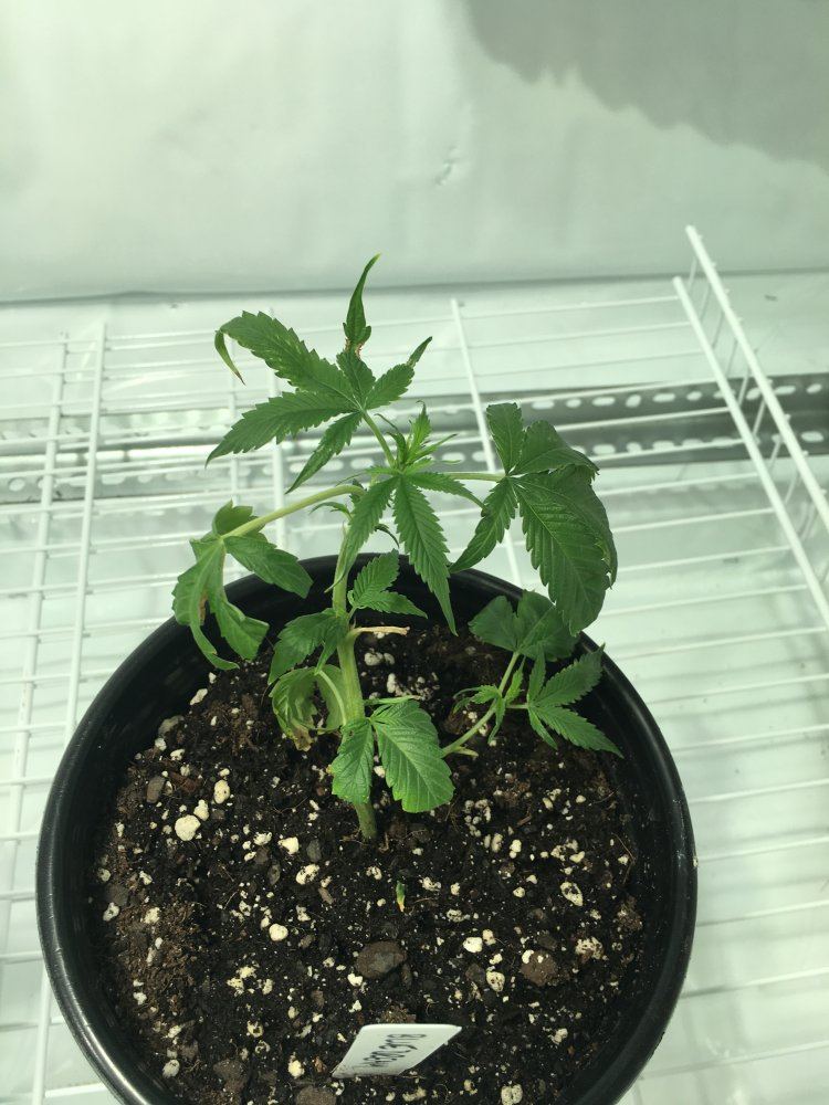 Whats wrong with my clone