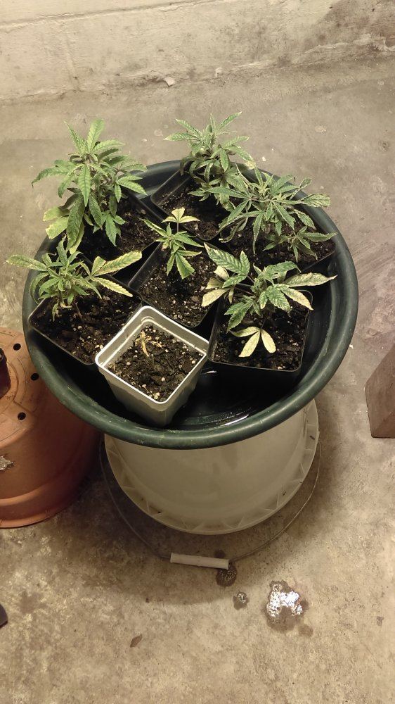 Whats wrong with my clones