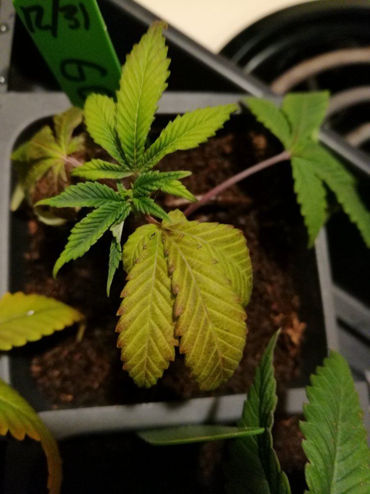 Whats wrong with my clones