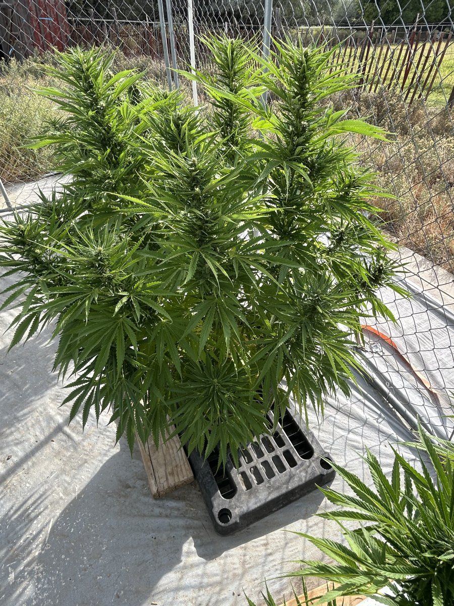 Whats wrong with my ladies 10
