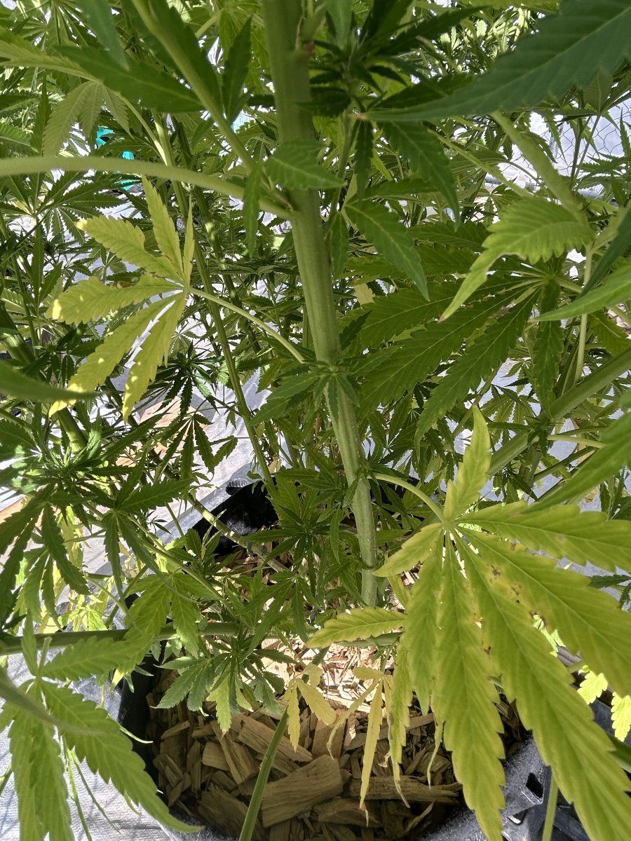 Whats wrong with my ladies 11
