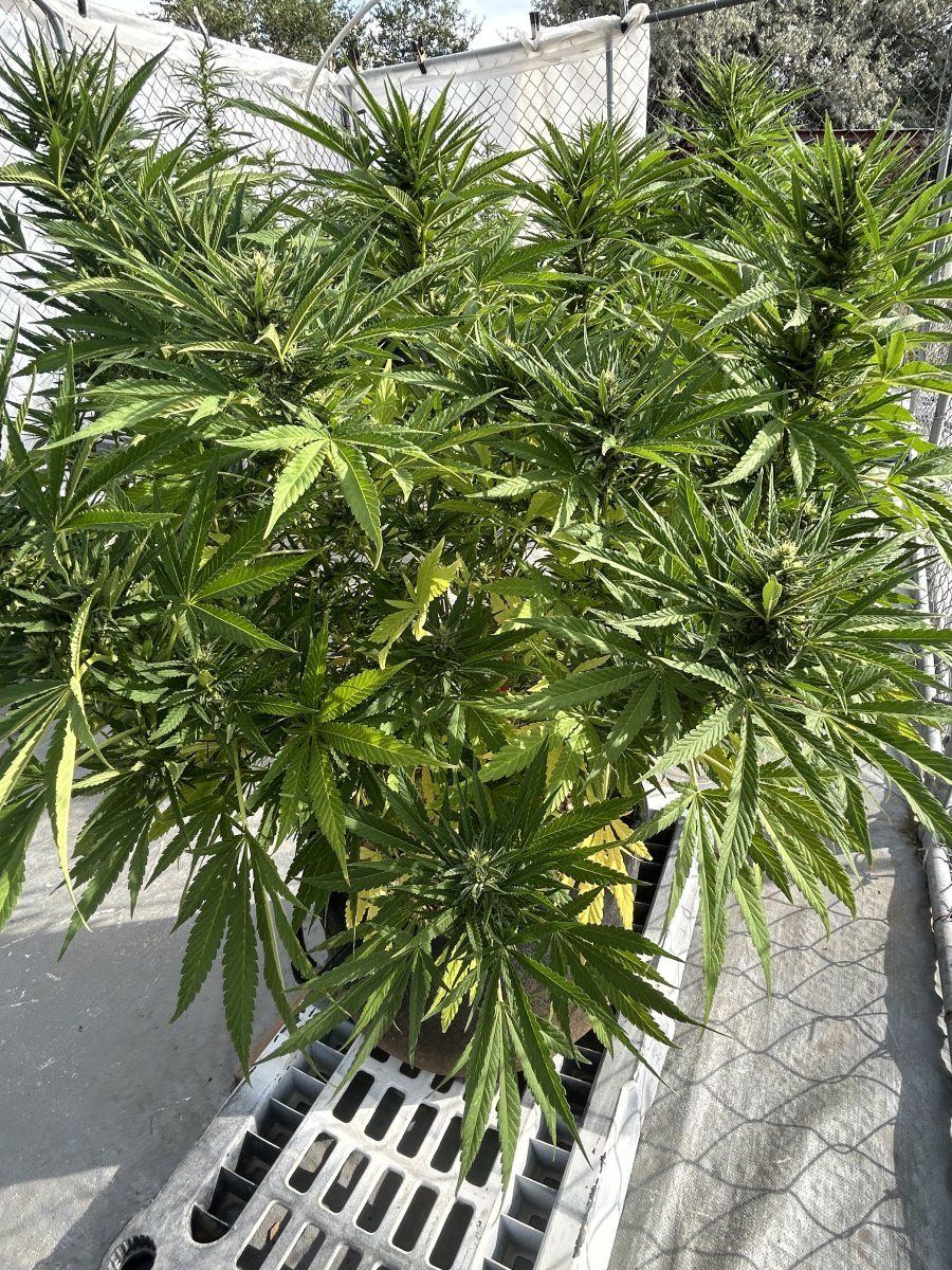Whats wrong with my ladies 12