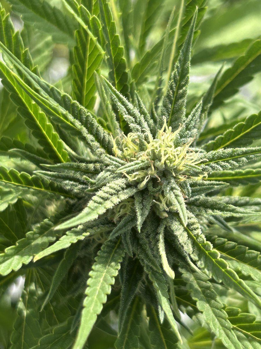 Whats wrong with my ladies 13