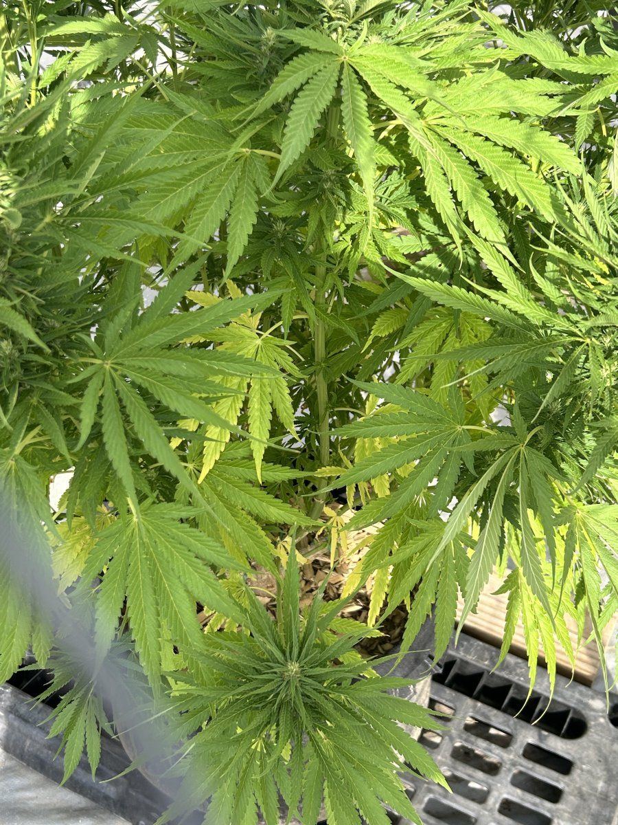 Whats wrong with my ladies 3