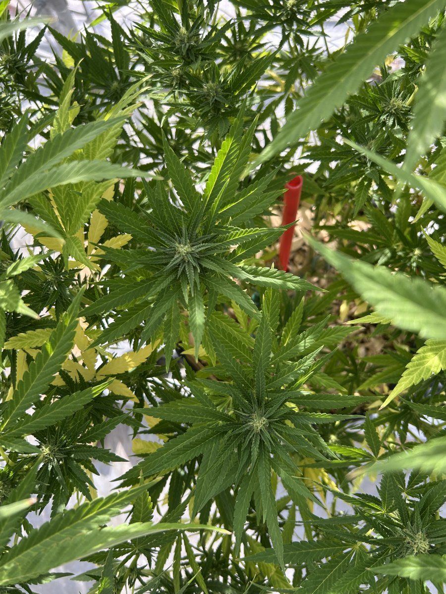 Whats wrong with my ladies 4