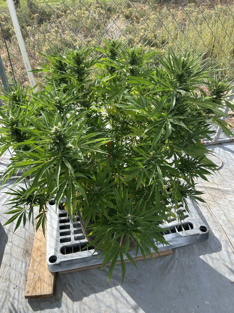 Whats wrong with my ladies 5