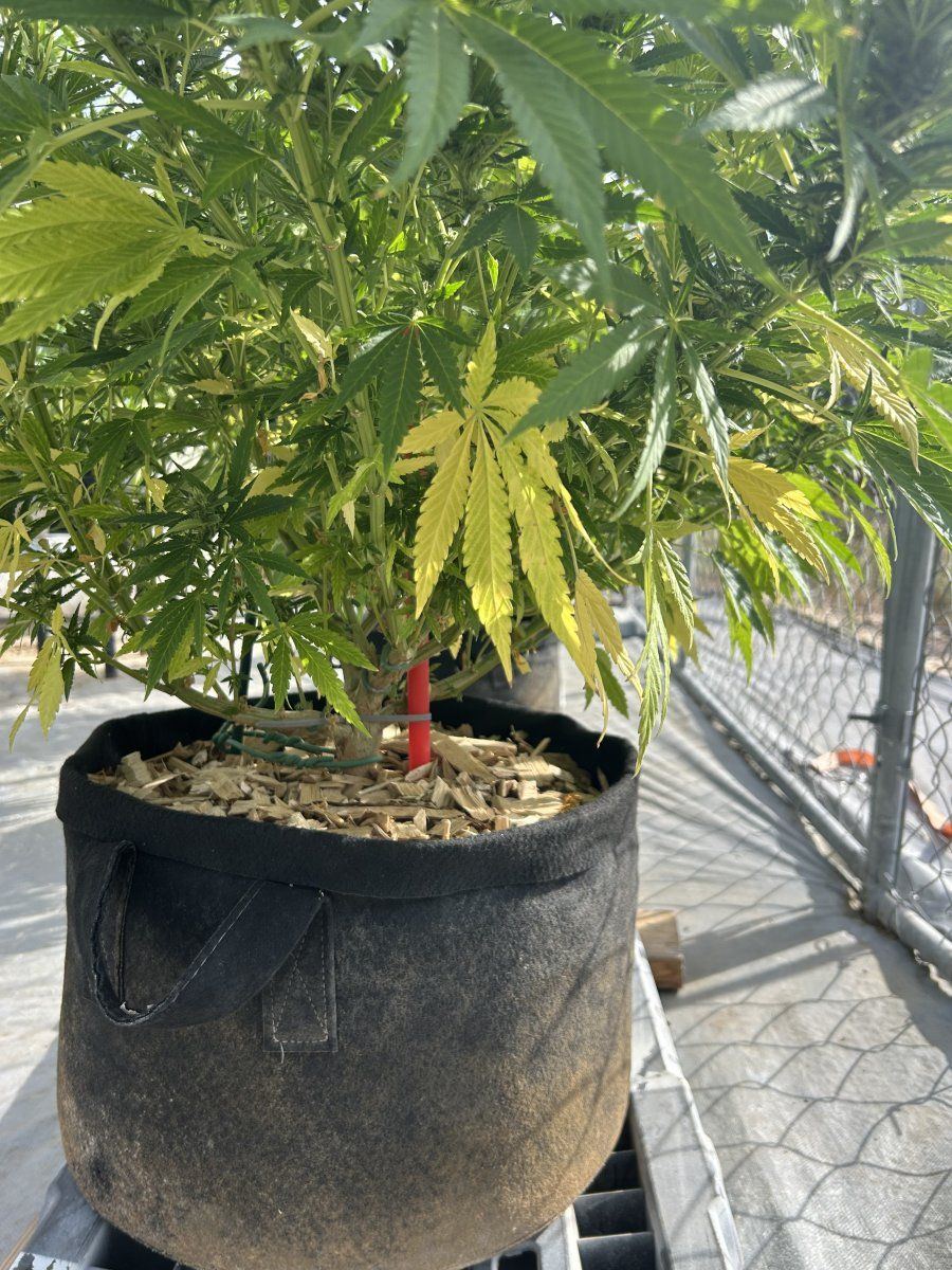 Whats wrong with my ladies 6