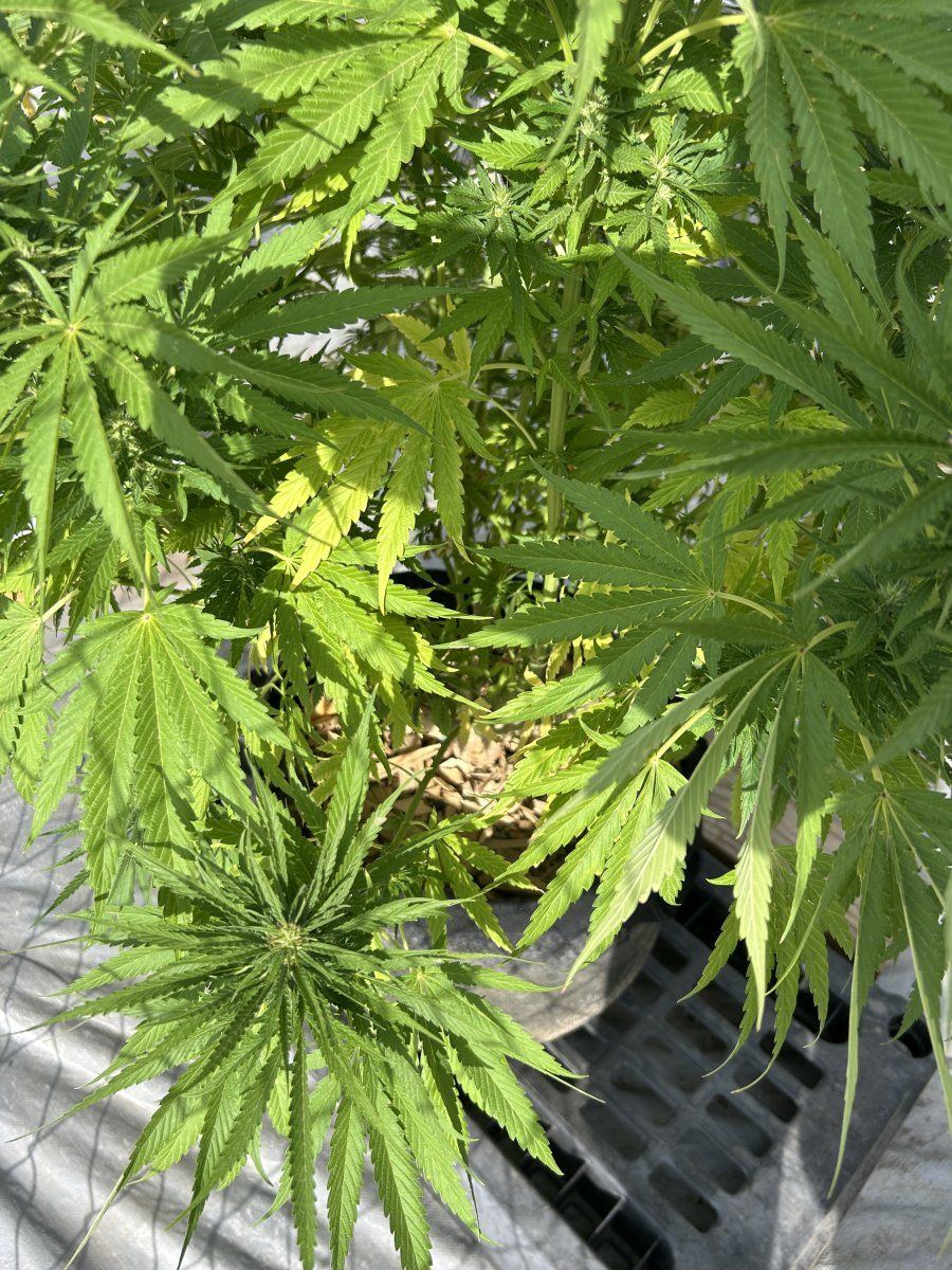Whats wrong with my ladies 8